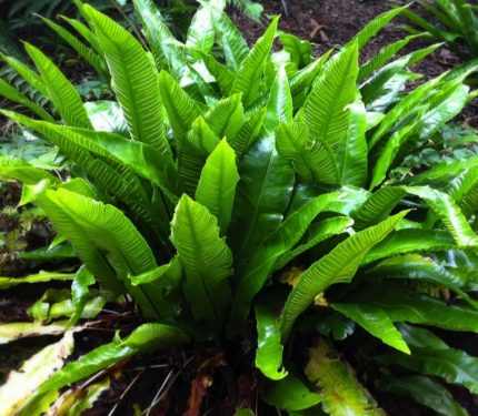 Phyllitis scolopendrium