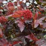 Physocarpus opulifolius 'Diable d'Or'® - Rézvörös levelű hólyagvessző