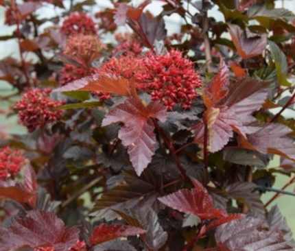 Physocarpus opulifolius 'Diable d'Or'® - Rézvörös levelű hólyagvessző