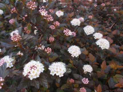 Physocarpus opulifolius 'Diabolo' ® - Bordó levelű hólyagvessző