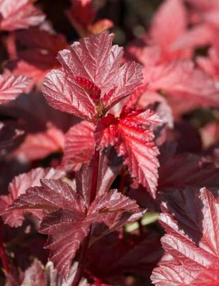 Physocarpus opulifolius 'Lady in Red'® - Lilás-bordó levelű törpe hólyagvessző