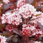 Physocarpus opulifolius 'Little Jocker' -