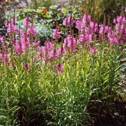 Physostegia virginiana 'Pink Manners' (Virginiai füzérajak)