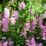 Physostegia virginiana 'Rosea' (Virginiai füzérajak)