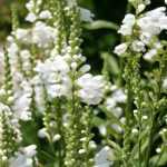 Physostegia virginiana 'Summer Snow' (Virginiai füzérajak)