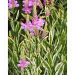 Physostegia virginiana 'Variegata' (Virginiai füzérajak) /tarka lomb/