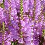 Physostegia virginiana 'Vivid' (Virginiai füzérajak)