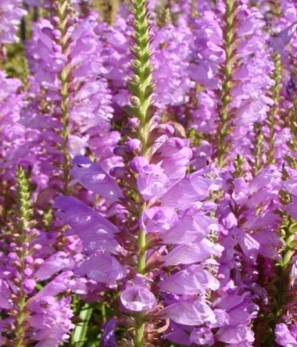 Physostegia virginiana 'Vivid' (Virginiai füzérajak)