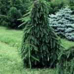 Picea abies 'Inversa Pendula' -