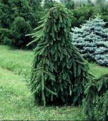 Picea abies 'Inversa Pendula' -