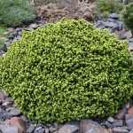 Picea abies 'Little Gem' - Törpe gömb lucfenyő