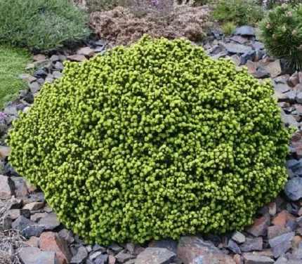 Picea abies 'Little Gem' - Törpe gömb lucfenyő
