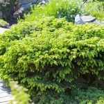 Picea abies 'Nidiformis' - Zöld levelű fészekfenyő