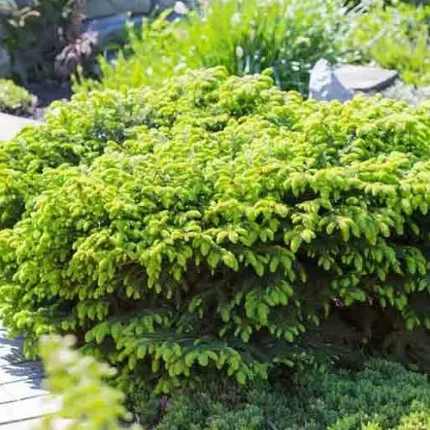 Picea abies 'Nidiformis' - Zöld levelű fészekfenyő