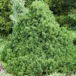 Picea abies 'Tompa' -