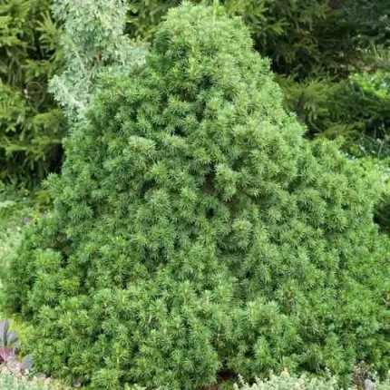 Picea abies 'Tompa' -
