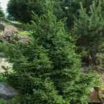 Picea abies 'Will's Zwerg' -