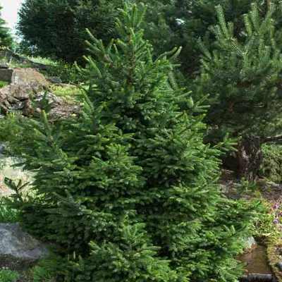 Picea abies 'Will's Zwerg' -