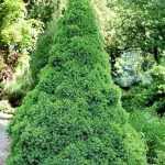 Picea glauca 'Conica' - Cukorsüvegfenyő