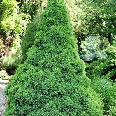 Picea glauca 'Conica' (imp.) - Cukorsüvegfenyő