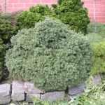 Picea glauca 'Echiniformis' - Kék levelű törpe gömbfenyő