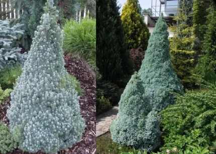 Picea glauca 'Sander's Blue' - Kék cukorsüvegfenyő