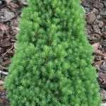 Picea glauca 'Zuckerhut' - Törpe cukorsüveg fenyő