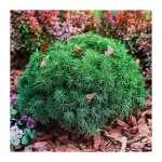 Picea mariana 'Nana' -