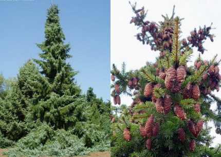 Picea omorika - Szerb luc