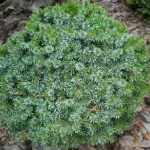 Picea omorika 'Karel' - Törpe gömb szerb luc