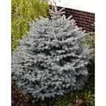 Picea pungens 'Conica' - Törpe ezüstfenyő