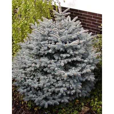 Picea pungens 'Conica' - Törpe ezüstfenyő