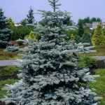 Picea pungens SBS - Ezüstös szürke levelű ezüstfenyő