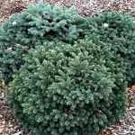 Picea pungens 'Waldbrunn' - Törpe ezüstfenyő