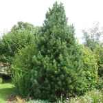 Pinus cembra - Havasi cirbolyafenyő