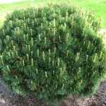 Pinus mugo 'Gnom' - Havasi törpefenyő