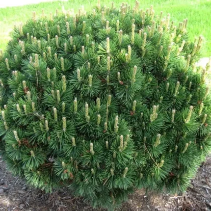 Pinus mugo 'Gnom' - Havasi törpefenyő