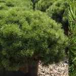 Pinus mugo 'Mops' - Havasi törpefenyő