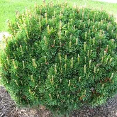 Pinus mugo var. Mughus - Havasi törpefenyő