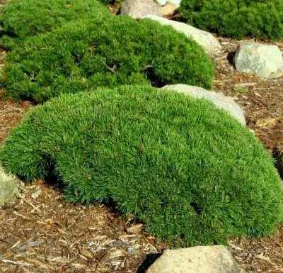 Pinus mugo var. 'Pumilio' - Havasi törpefenyő