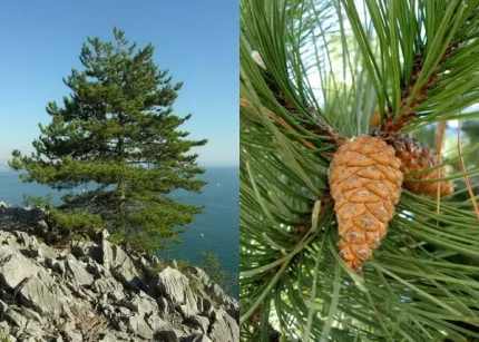 Pinus nigra - Feketefenyő