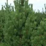 Pinus nigra 'Pyramidalis' - Oszlopos feketefenyő