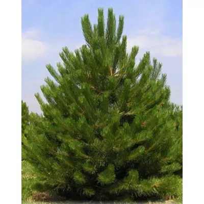 Pinus nigra var. Austriaca - Ausztriai feketefenyő