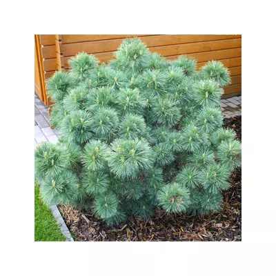 Pinus strobus 'Nana' -