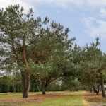 Pinus sylvestris -