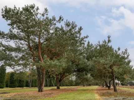 Pinus sylvestris -