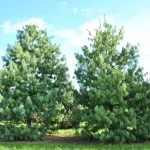 Pinus wallichiana -