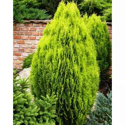 Platycladus orientalis 'Aurea Nana' - Arany törpe keleti tuja