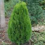 Platycladus orientalis 'Madurodam' - Törpe keleti tuja