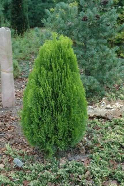 Platycladus orientalis 'Madurodam' - Törpe keleti tuja